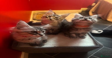 Maine Coon cats - Advert 1