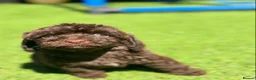 Cockapoo dogs for sale: Beautiful cockerpoo puppies - Advert 19