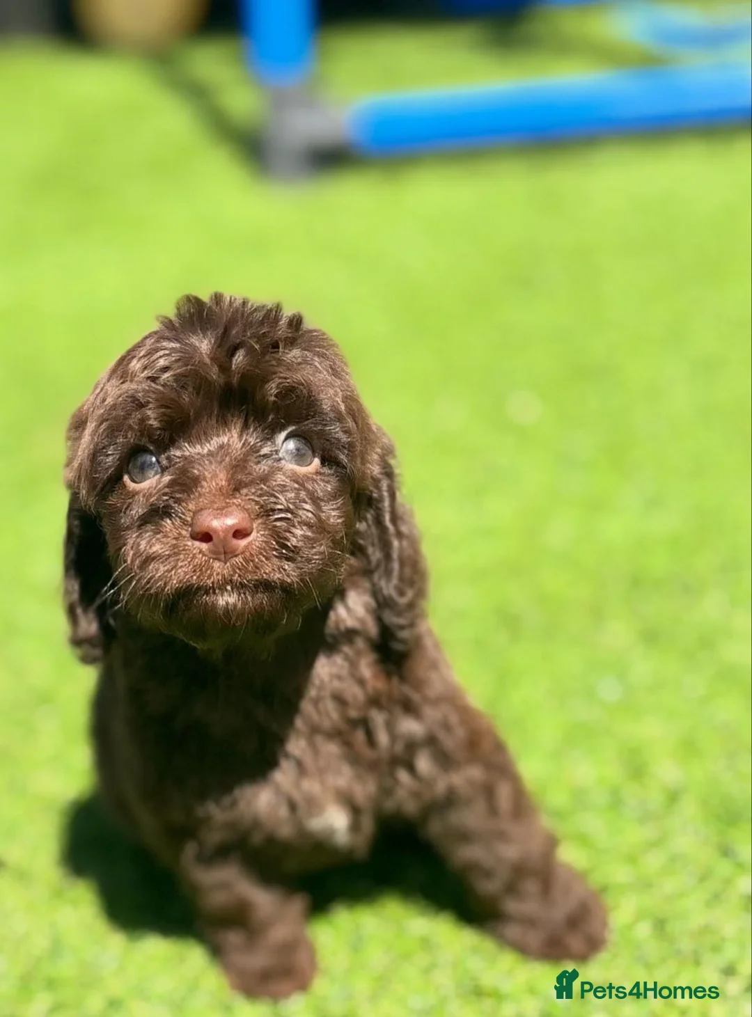 Cockapoo dogs for sale: Beautiful cockerpoo puppies - Advert 19
