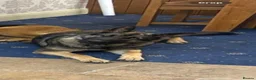 German Shepherd dogs for sale: Abbie in Saint Helens - Advert 4