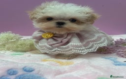 Maltipoo dogs for sale: Luxury Korean F1b maltipoos 😍🐶🐾 - Image 9