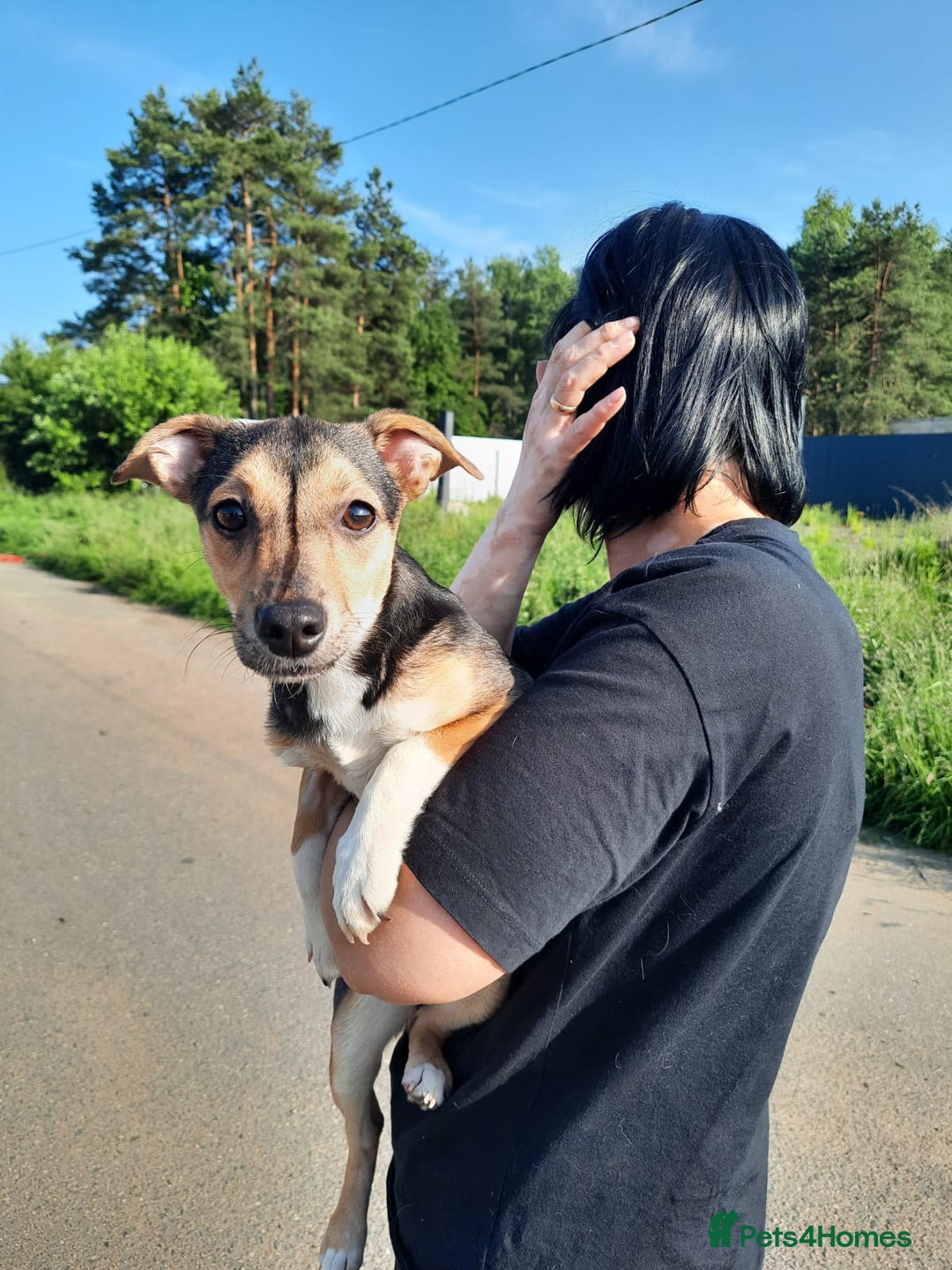 Mixed Breed dogs for adoption: 💖🐶 ADELE 🐶💖 - Image 1