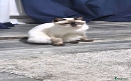 Ragdoll cats for sale: Luna Ragdoll x Britiah shorthair  - Advert 1