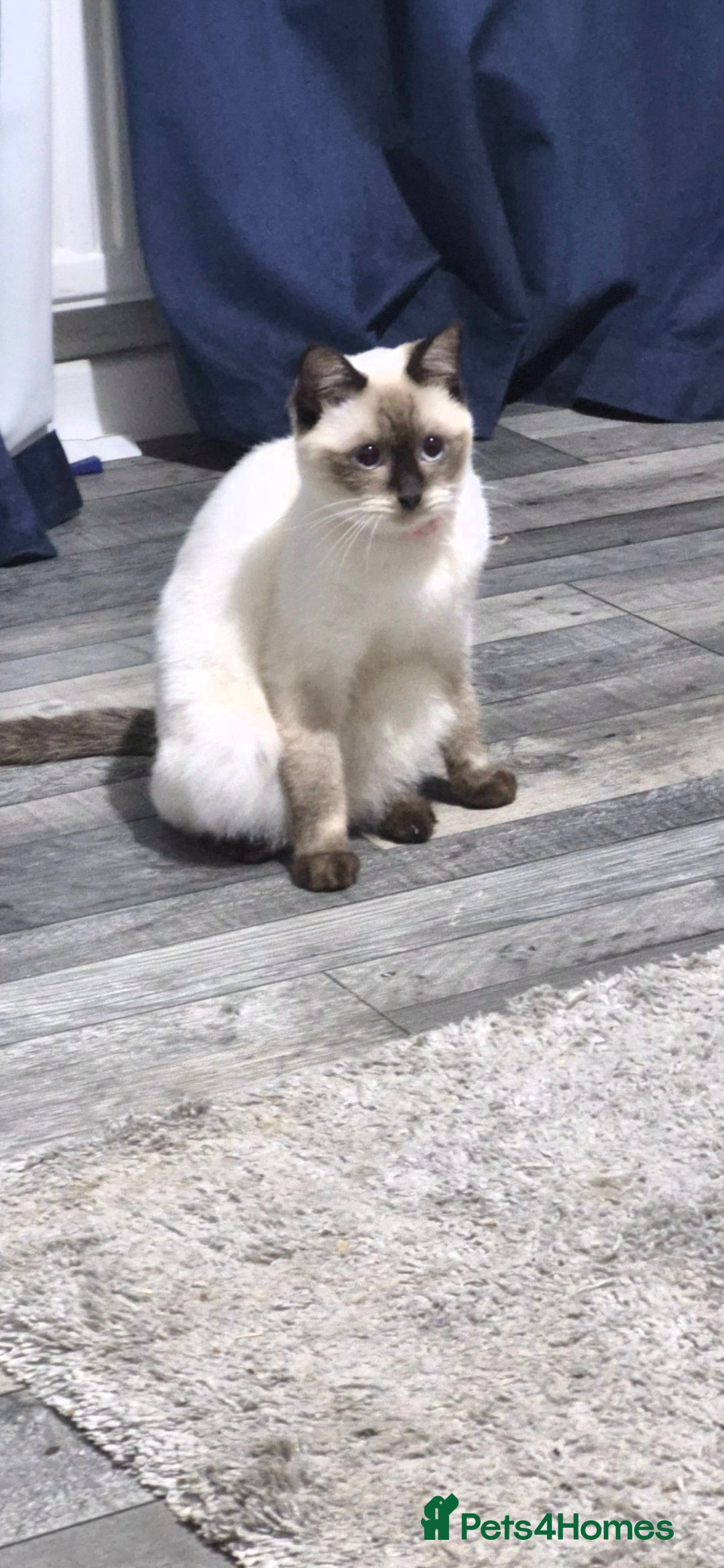 Ragdoll cats for sale: Luna Ragdoll x Britiah shorthair  - Advert 1