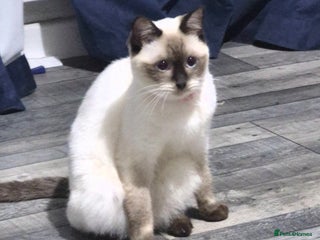 Ragdoll cats for sale: Luna Ragdoll x Britiah shorthair - Advert 2