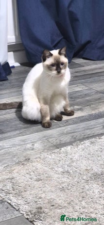 Ragdoll cats Luna Ragdoll x Britiah shorthair - Advert 2