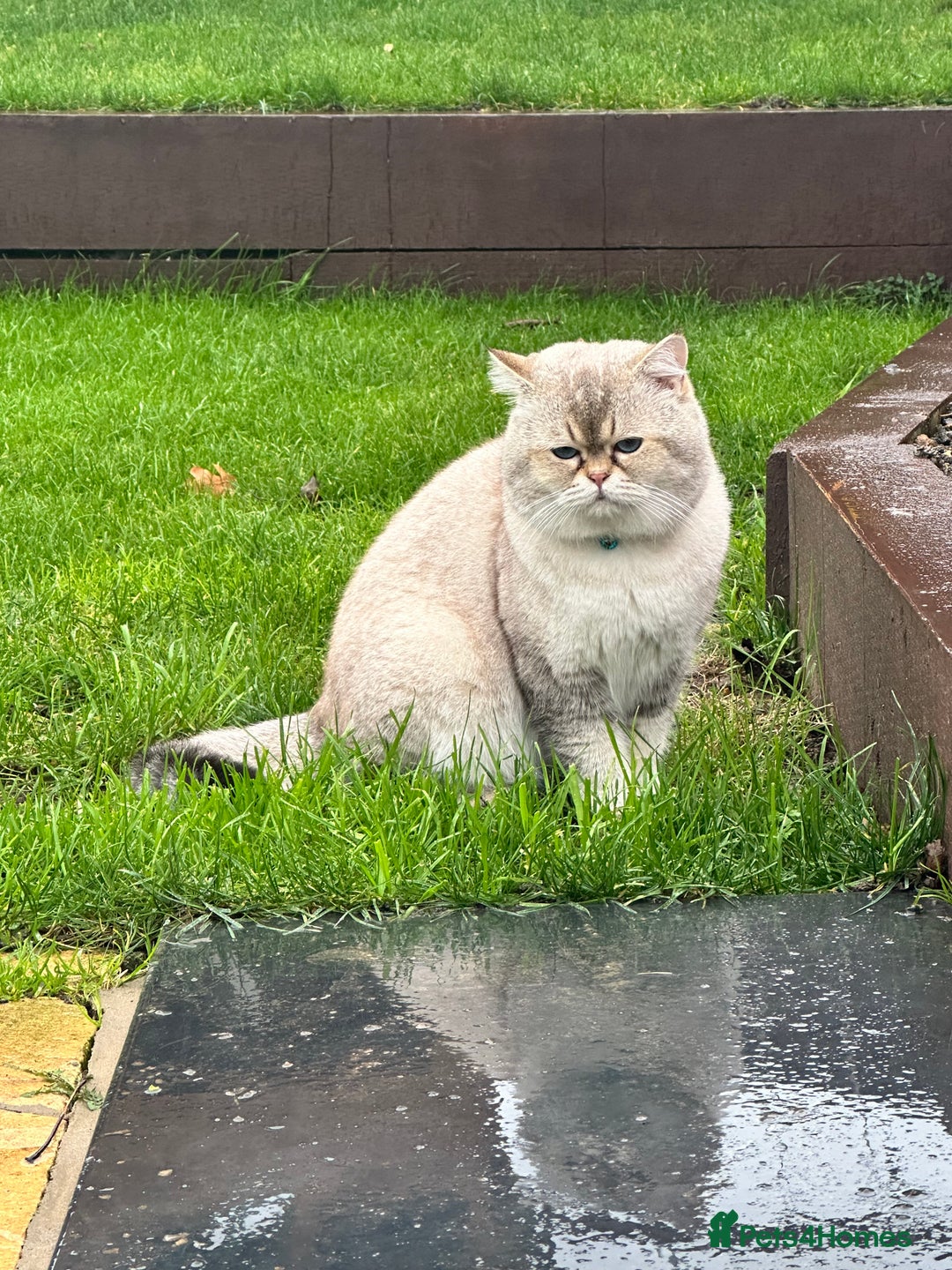 British Shorthair cats for stud: Teddy  - Advert 1