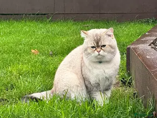 British Shorthair cats Teddy - Advert 14
