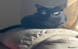 British Shorthair cats for sale: Kittens  - Image 1