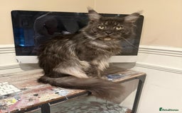 Maine Coon cats for sale: 1 REMAINING female blue smoke tortie  - Image 3