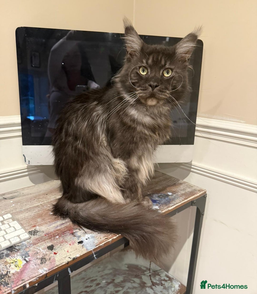 Maine Coon cats for sale: 1 REMAINING female blue smoke tortie  - Image 3