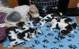 Fox Terrier dogs for sale: KC Reg Wire Fox Terrier Puppies READY NOW - Image 6
