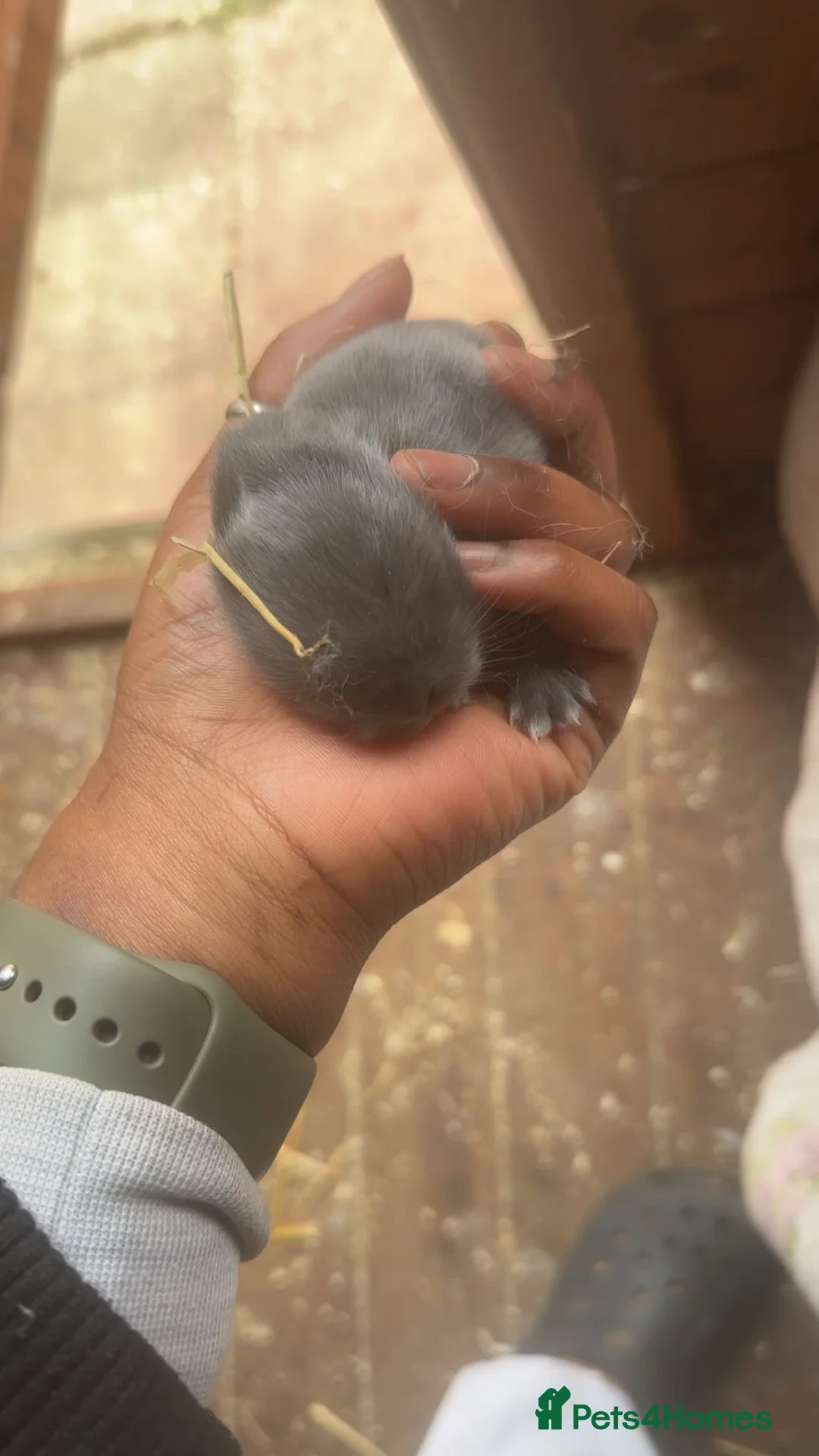 Mixed Breed rabbits for sale: Fluffy bunnies  - Advert 2