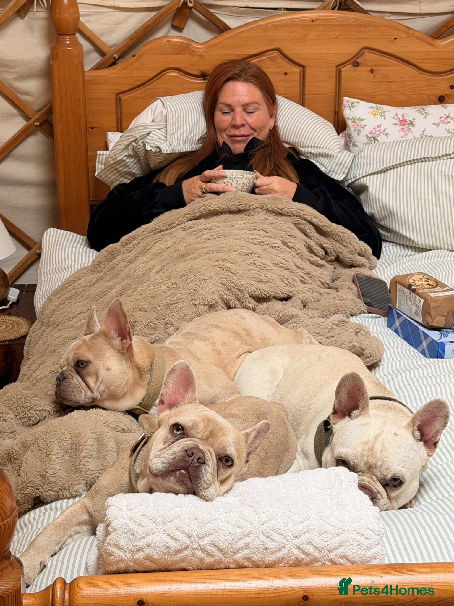 French Bulldog dogs 7 month old french bulldog  - Advert 11