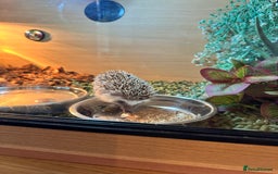 Tortoise reptiles for sale: African Pygmy hedgehog  - Image 3