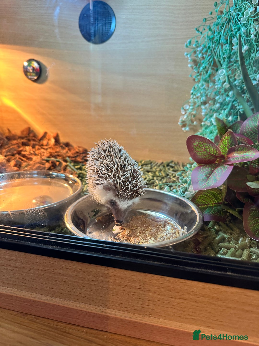 Tortoise reptiles for sale: African Pygmy hedgehog  - Image 3