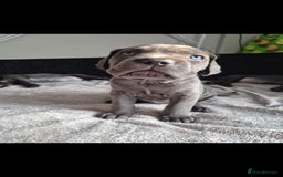Cane Corso dogs for sale: Beautiful Blue Cane Corso Puppies - Image 21