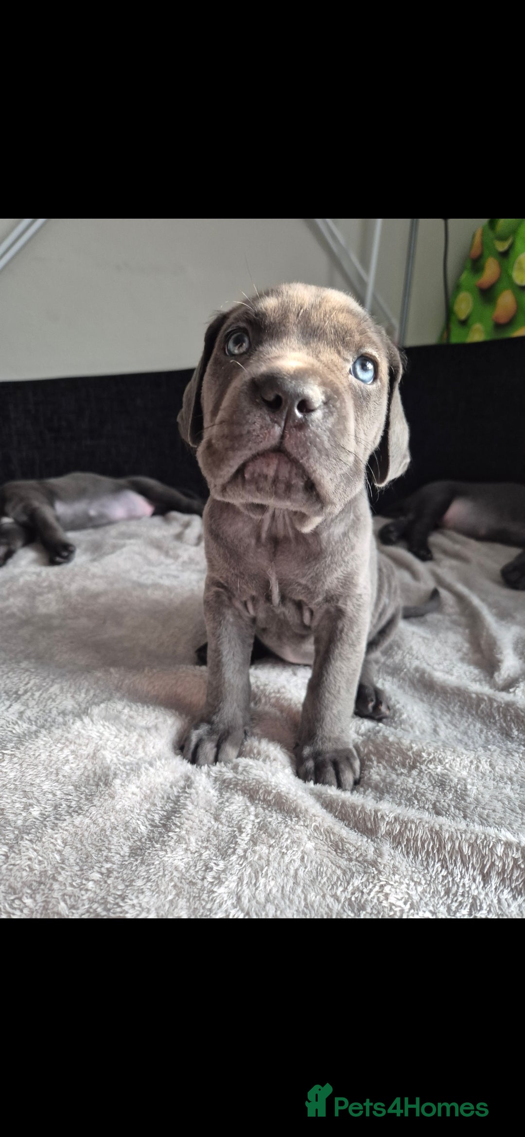 Cane Corso dogs for sale: Beautiful Blue Cane Corso Puppies - Image 21