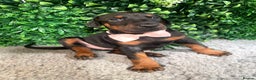 Dobermann dogs for sale: KC REG HEALTH TESTED EUROPEAN DOBERMAN : REDUCED! - Advert 20