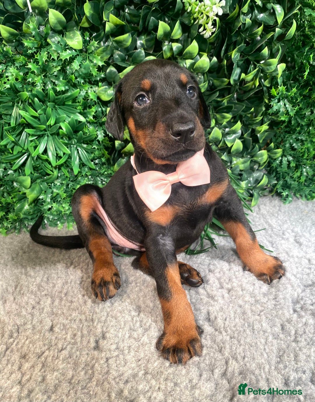 Dobermann dogs for sale: KC REG HEALTH TESTED EUROPEAN DOBERMAN : REDUCED! - Advert 20