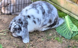 French Lop rabbits for sale: Gorgeous french lop babies  - Image 9