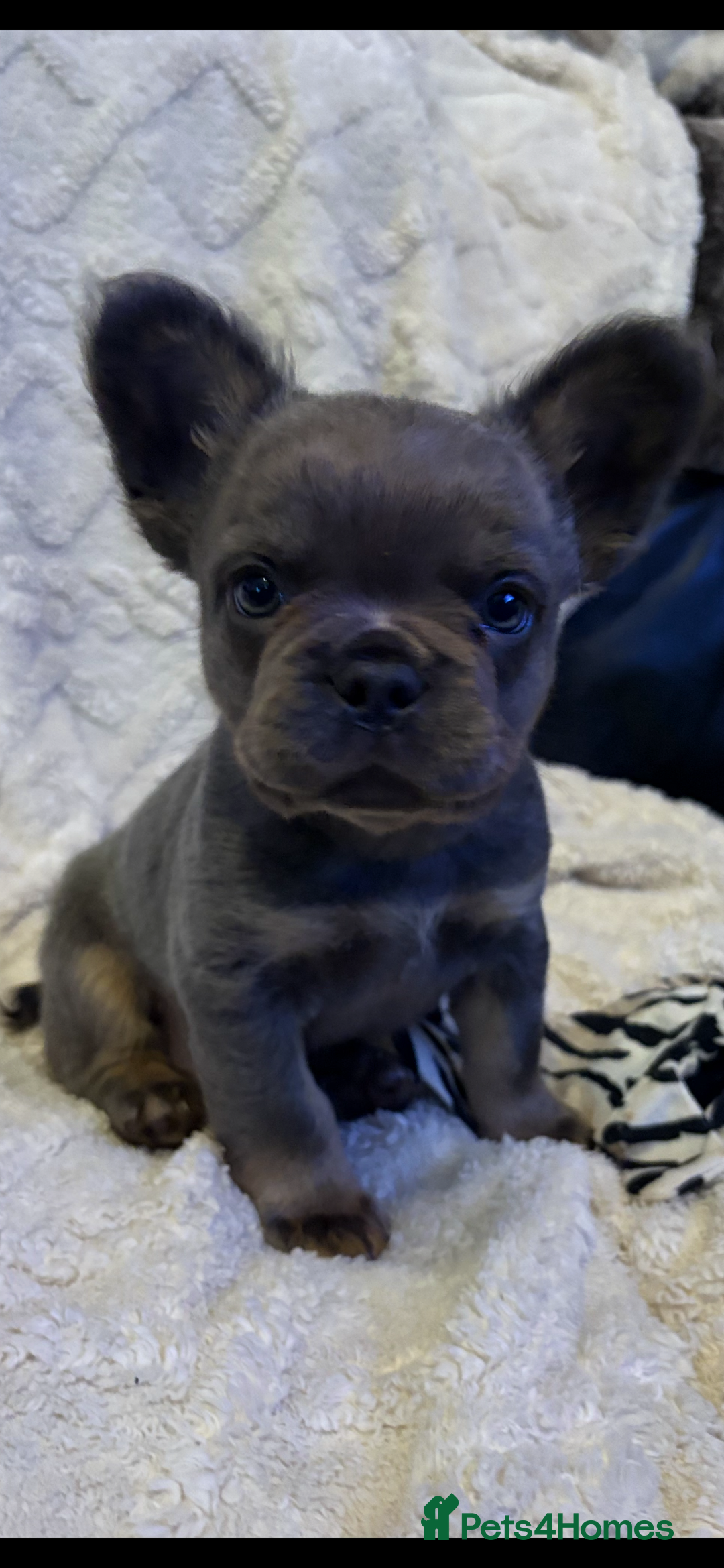 French Bulldog dogs for sale: Fluffy French Bulldog - Advert 7