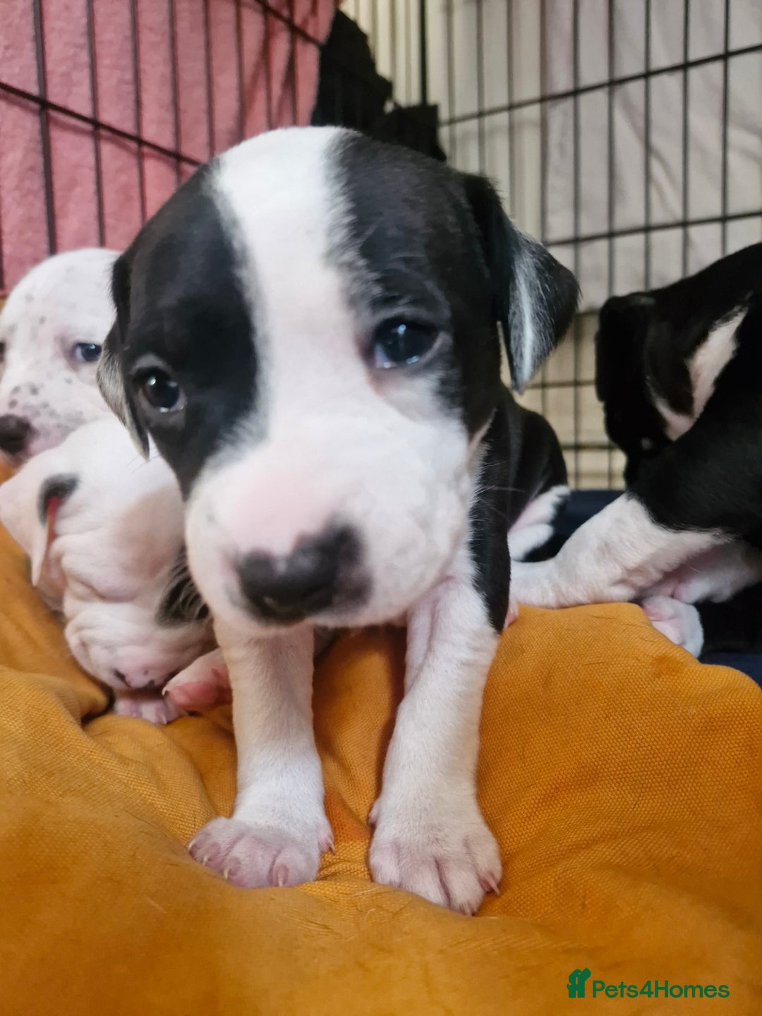 Staffordshire Bull Terrier dogs for sale: From Our Family to Yours - Image 7