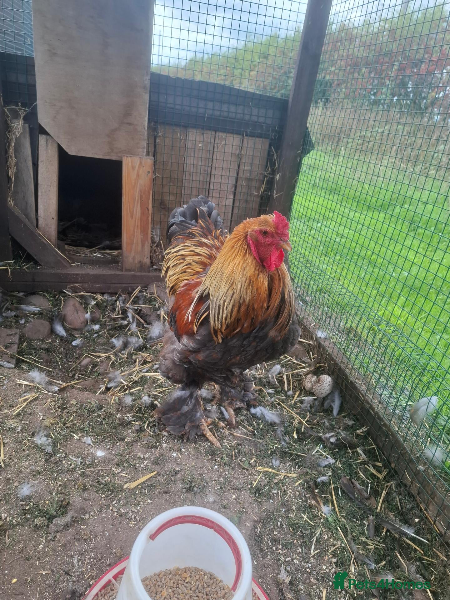 Chickens poultry LF Bahamas Rooster  - Advert 2