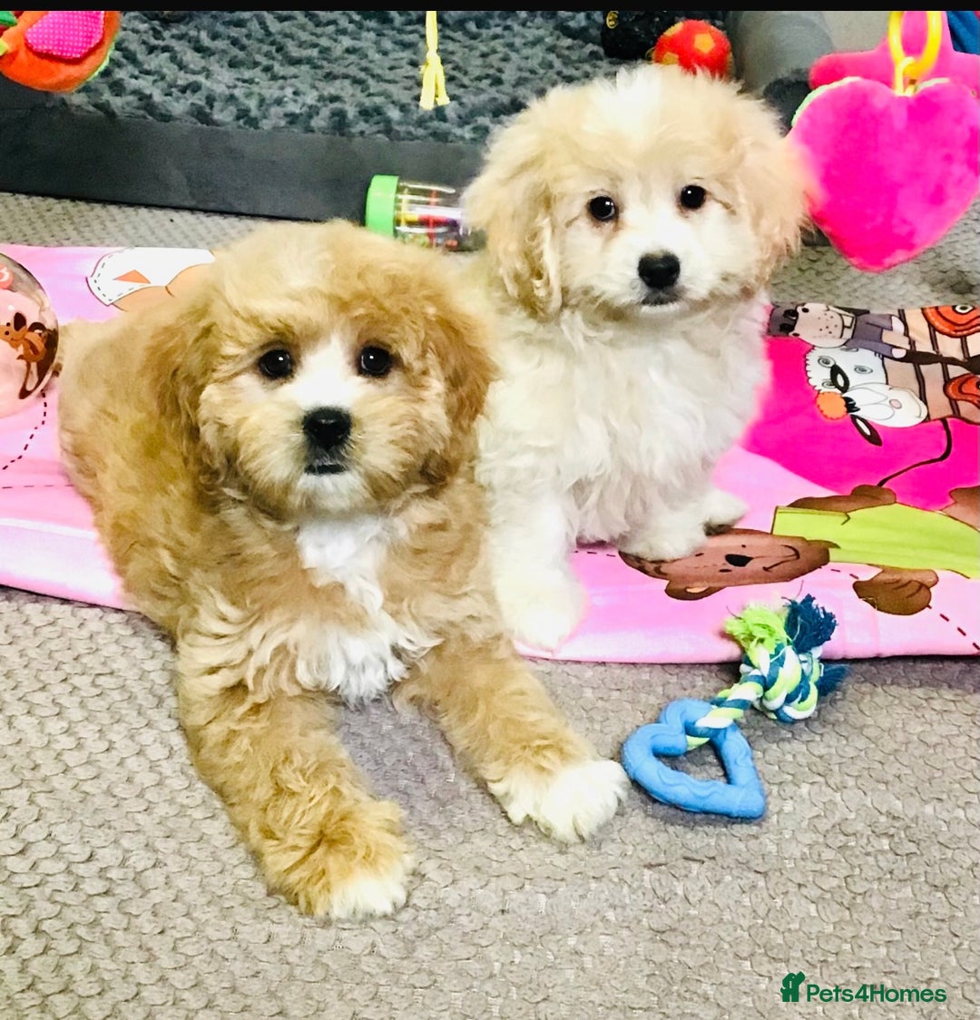Cavapoo dogs for sale: 🩷F1b CAVAPOO GIRLS~ READY FOR NEW HOMES 🩷 - Image 13