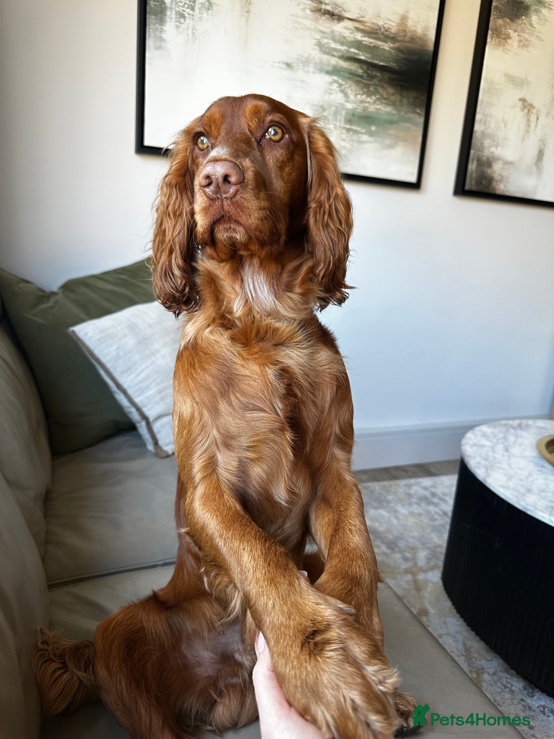 Cocker Spaniel dogs for stud: STUD - Working Cocker Spaniel - Image 7