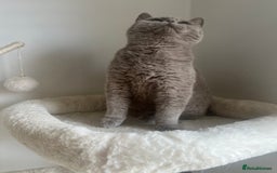 British Shorthair cats for sale: GCCF Registered Lilac British Shorthair Boy - Image 3