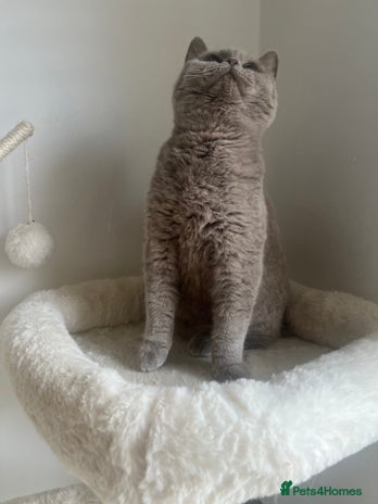 British Shorthair cats - Advert 3