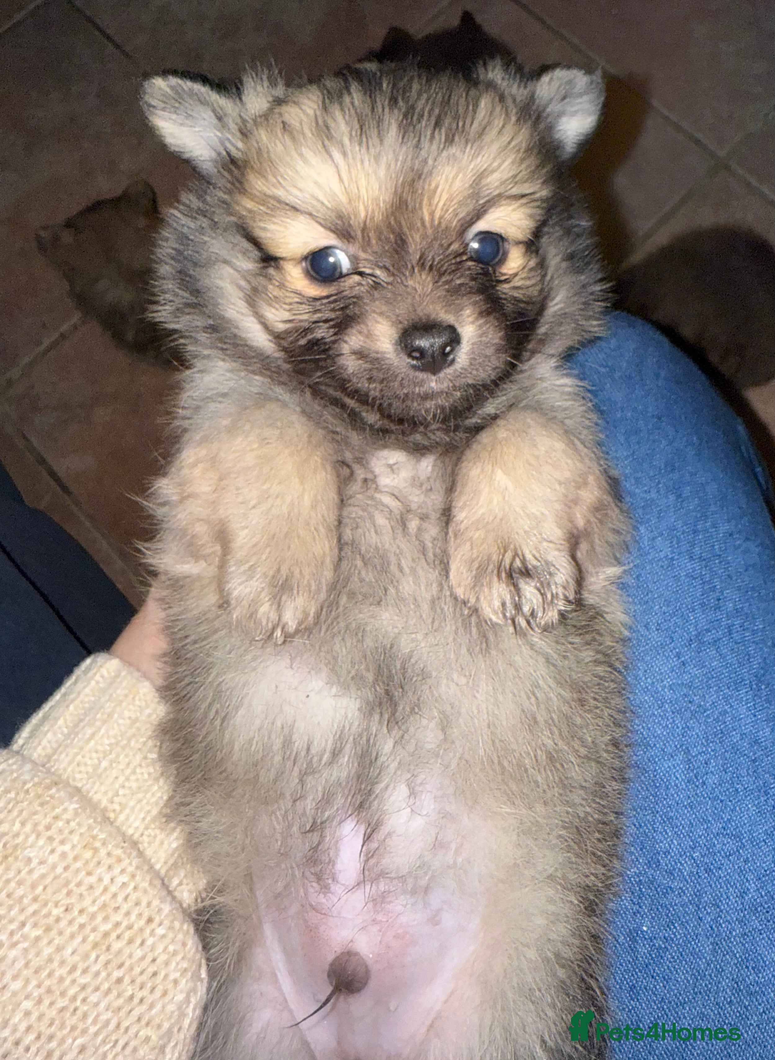 Pomchi dogs 💙 2 longhair Boys Left 💙 - Advert 17