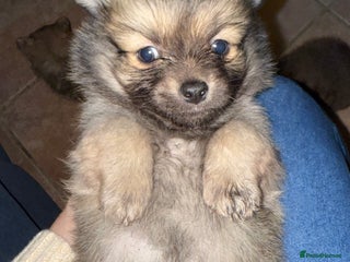 Pomchi dogs 💙 2 longhair Boys Left 💙 - Advert 10