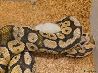 Python Snake reptiles Ball Pythons – Many Morphs – Free / Low Price - Advert 1