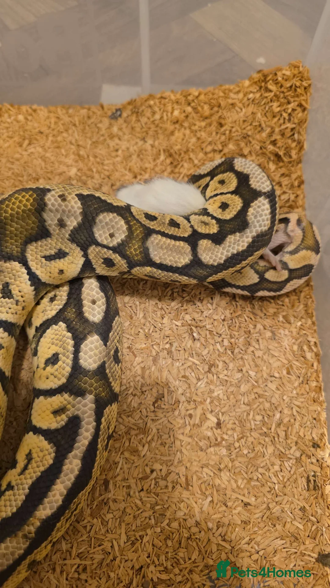 Python Snake reptiles for sale: Ball Pythons – Many Morphs – Free / Low Price - Advert 1