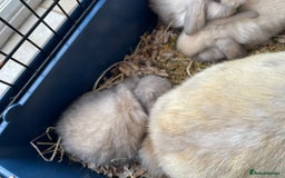 Mini Lop rabbits for sale: Pure bred mini lop rabbits - Image 6