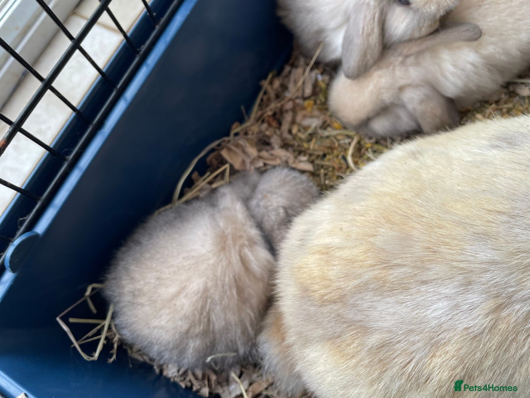 Mini Lop rabbits for sale: Pure bred mini lop rabbits - Image 6