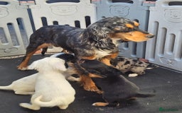 Cocker Spaniel dogs for sale: Cocker spaniels puppys  - Image 4