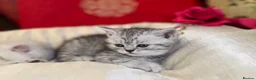 British Shorthair cats for sale: Beautiful silver spotted British shorthair kitten - Advert 6