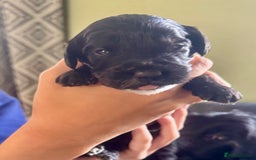 Cockapoo dogs for sale: Stunning Show Type F1 Cockapoo  - Image 3