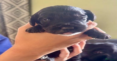 Cockapoo dogs - Advert 8