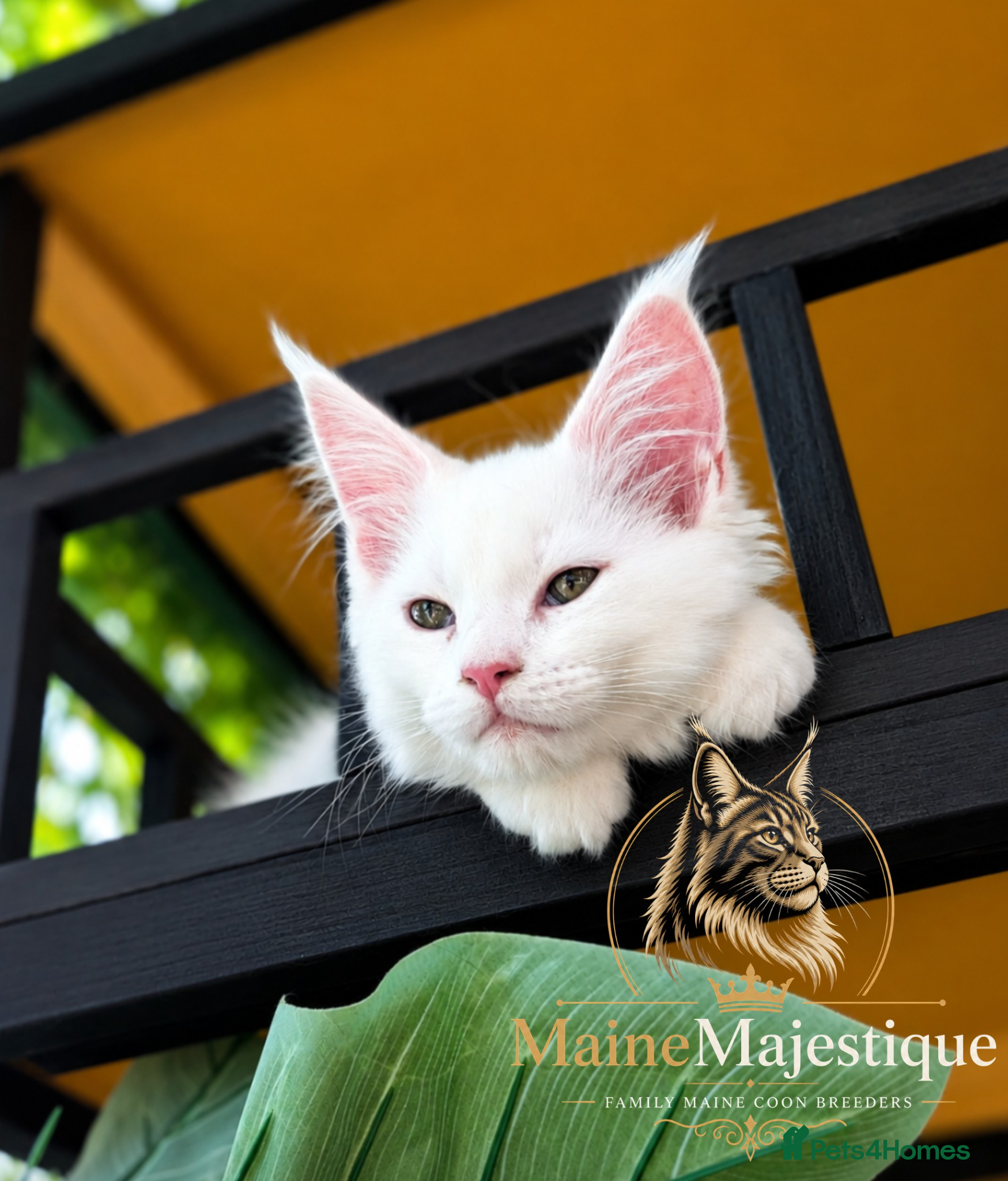 Maine Coon cats !Last One! Pedigree TICA Mainecoon Kitten  - Advert 1