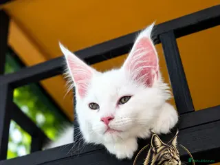 Maine Coon cats !Last One! Pedigree TICA Mainecoon Kitten - Advert 1