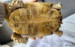 Tortoise reptiles for sale: Sulcata Tortoise  - Image 4