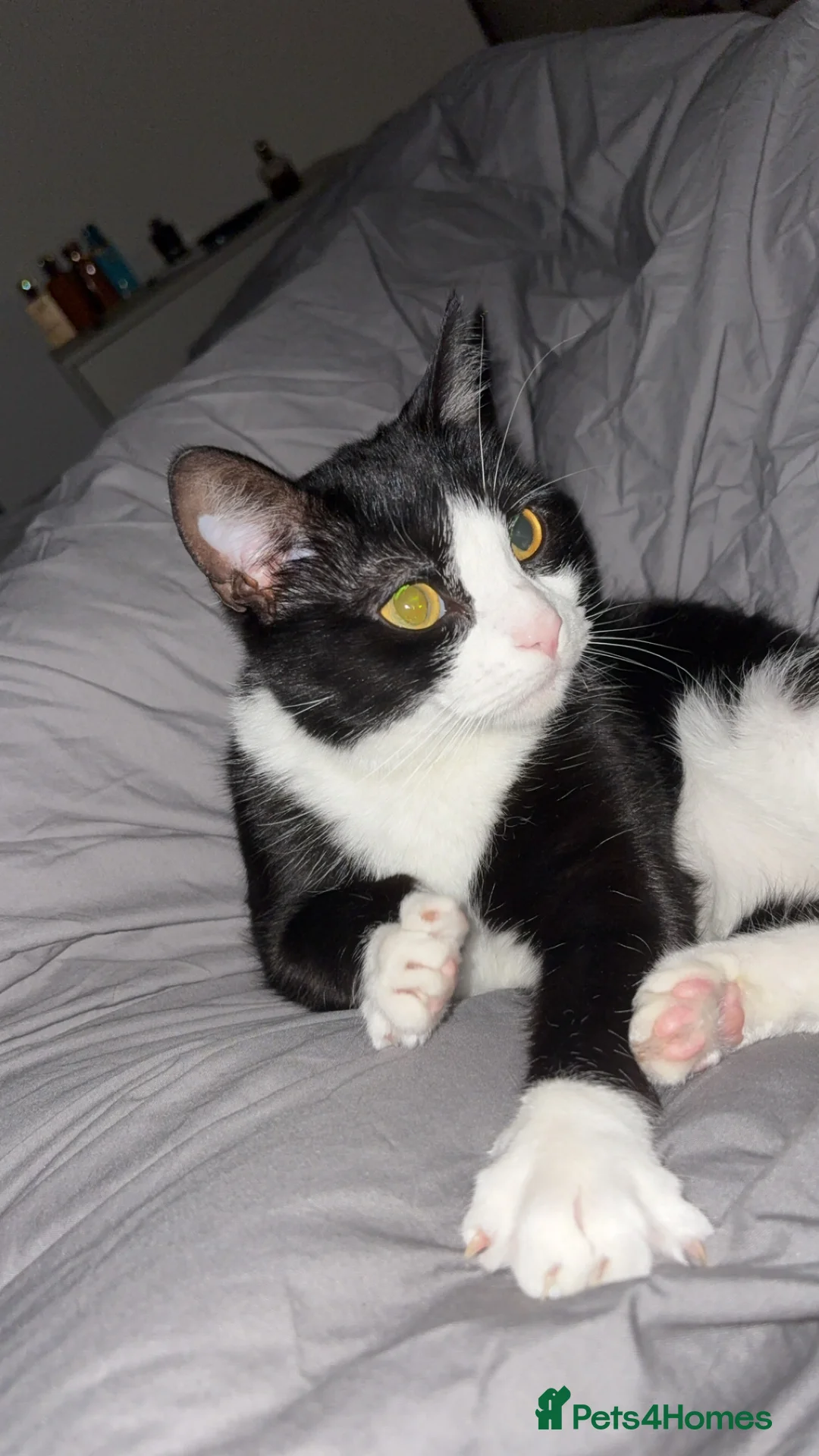 Mixed Breed cats for sale:  Oreo - Advert 1