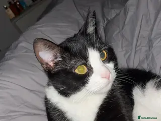 Mixed Breed cats Oreo - Advert 1