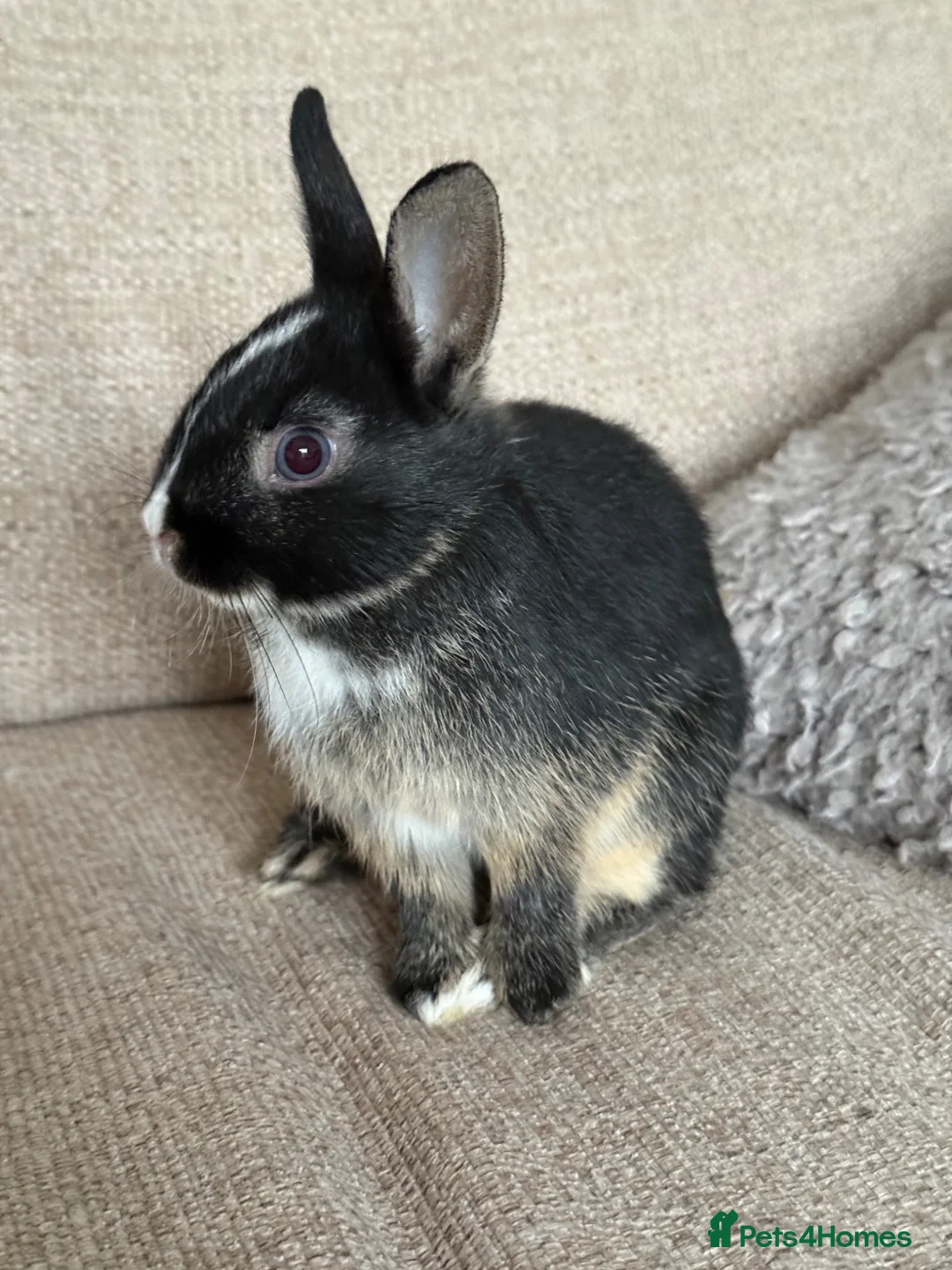 Netherland Dwarf rabbits for sale: Netherland Dwarf Baby Rabbits in Motherwell - Advert 9