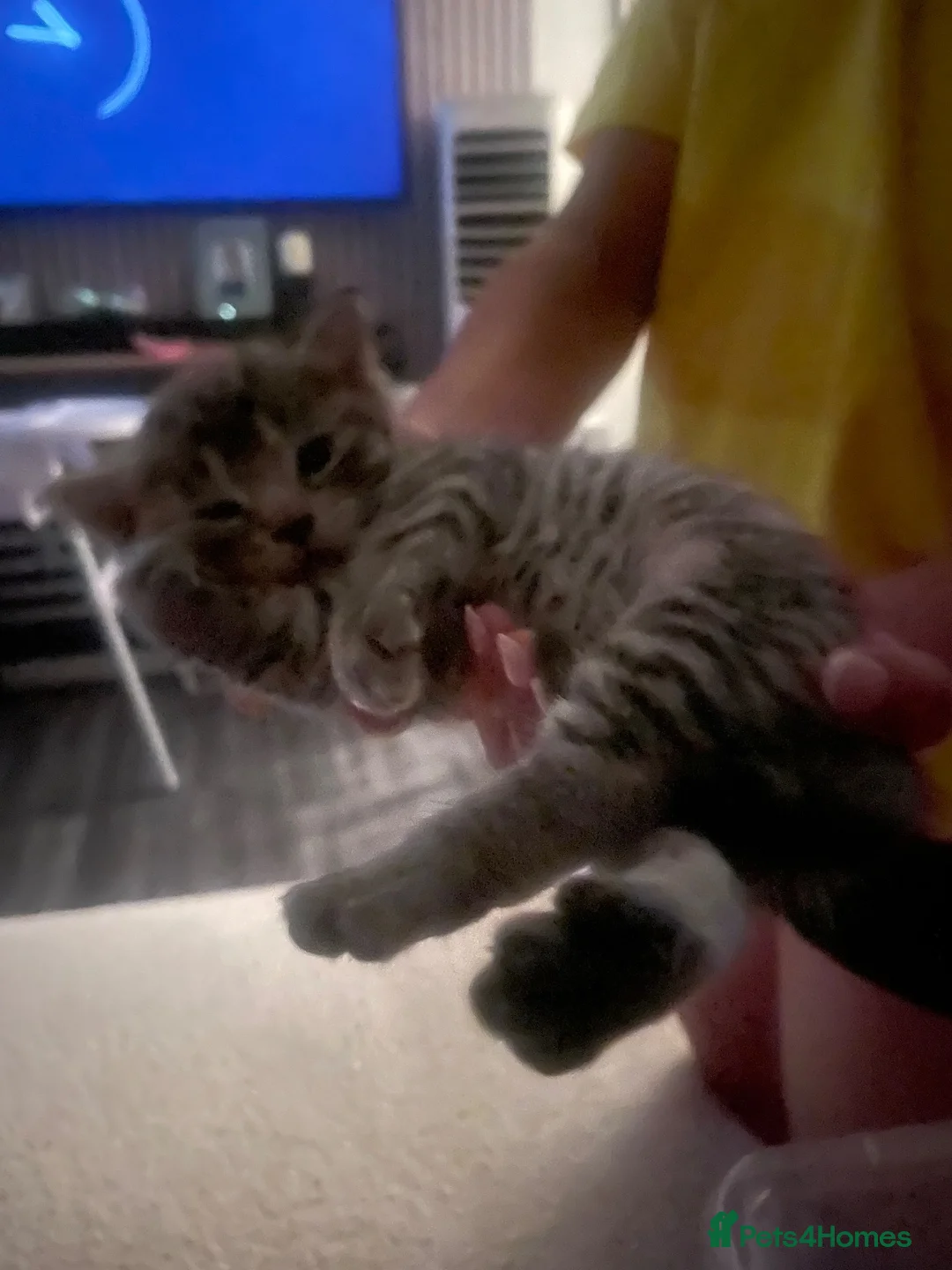 Mixed Breed cats for sale: 3 beautiful mixed kittens  - Advert 5