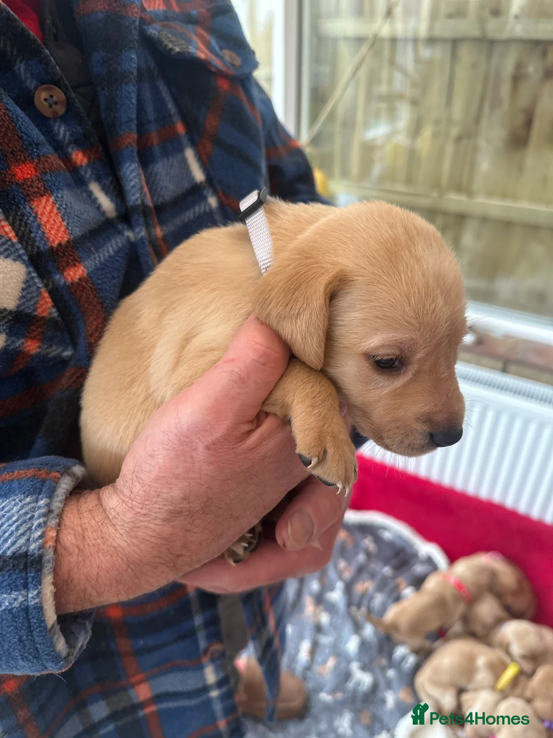 Mixed Breed dogs for sale: Vizslador puppys - Advert 11